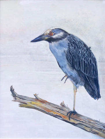 Yellow Crowned Night Heron