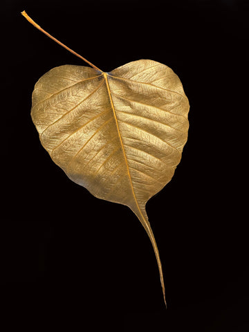 Gold Leaf