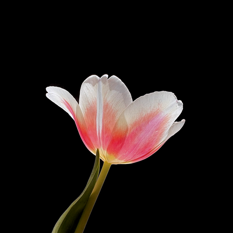 Tulip