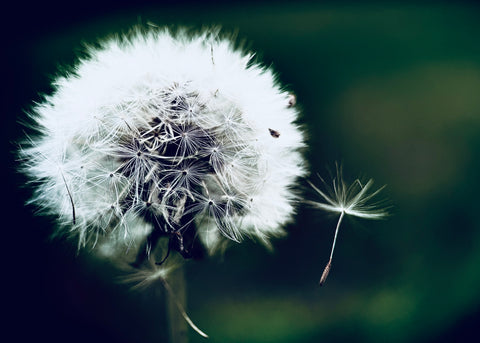 Wishes