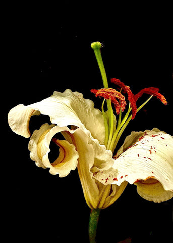 Lily