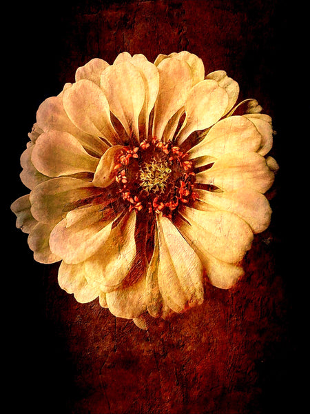 Zinnia Cream