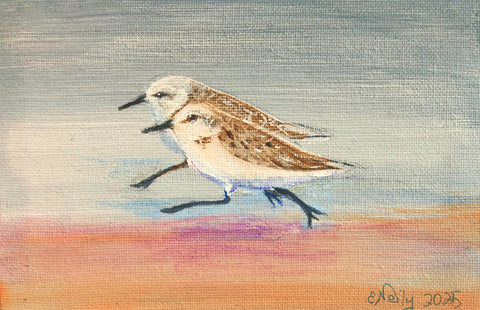 Sandpiper Race