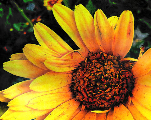 Sunflower 3