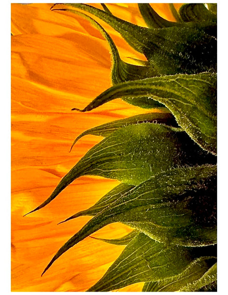 Sunflower 2