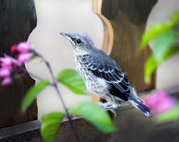 Fledgling Northern Mockingbird by Amy B. Nestor