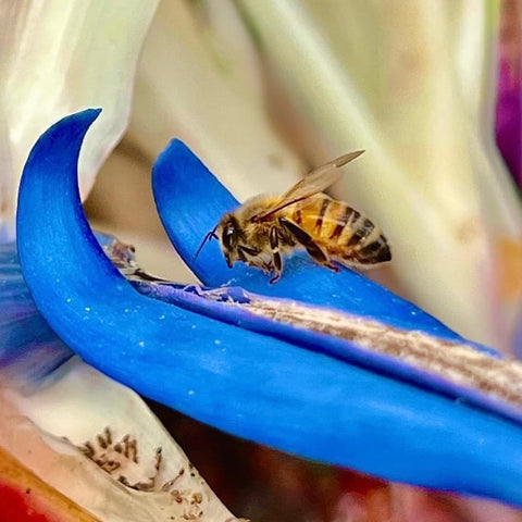 Bee
