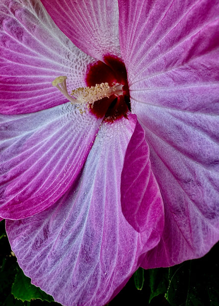 Pink Hibiscus