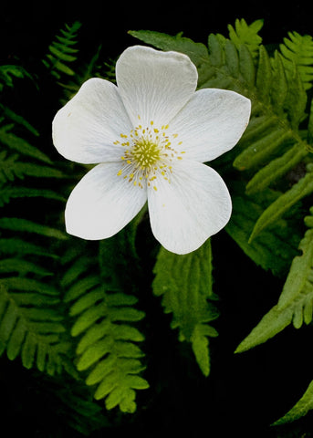 Berry Flower