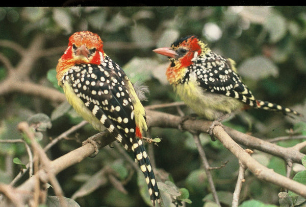 Red and Yellow Barbets by Jude Bagatti