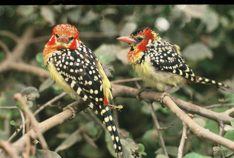 Red and Yellow Barbets by Jude Bagatti