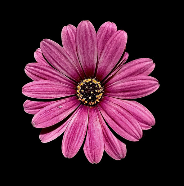 Purple 3