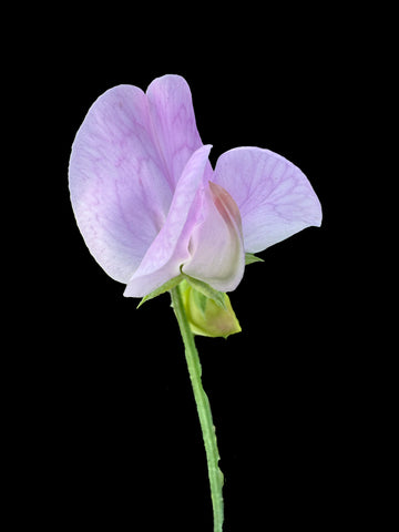 Sweetpea