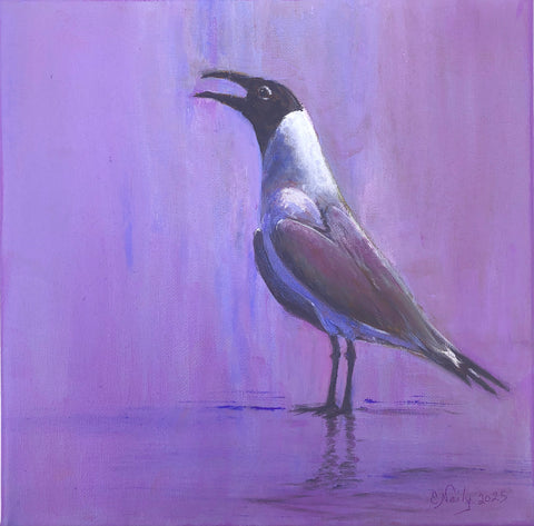 NEW! -Laughing Gull
