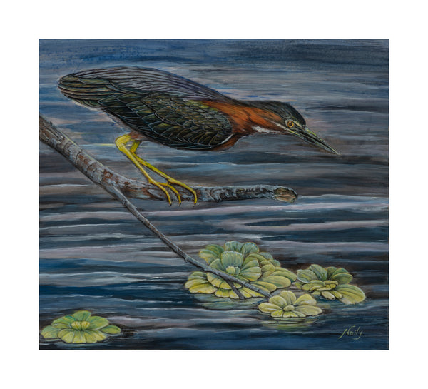 Green Heron