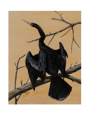 Anhinga