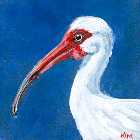 White Ibis on Blue