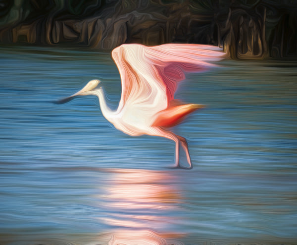 Roseate Spoonbill by Amy B. Nestor