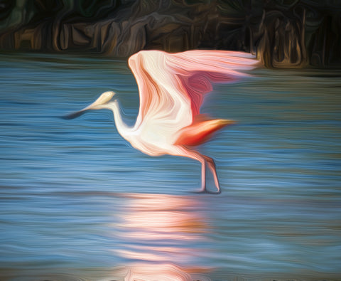 Roseate Spoonbill by Amy B. Nestor