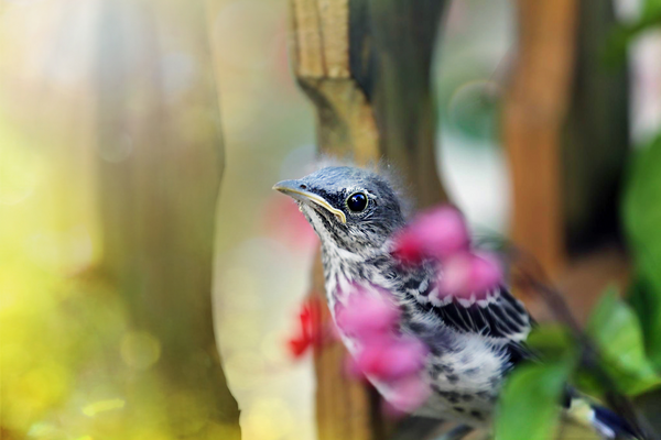 Fledgling Northern Mockingbird by Amy B. Nestor