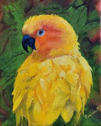 Consuela Conure by Jack Providenti