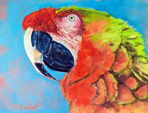 Scarlet Macaw by Jack Providenti