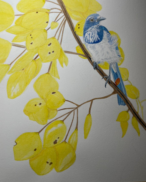 State Bird? by Lynn Taylor