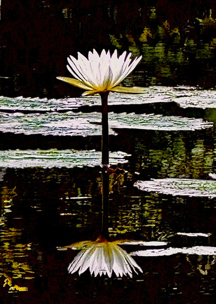 Water Lily