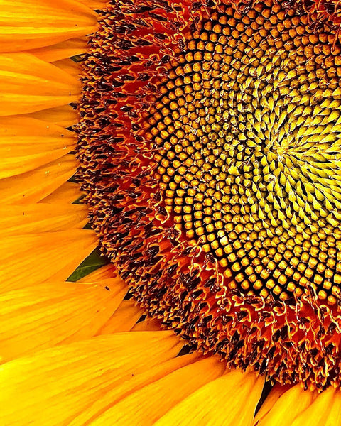 Sunflower 3