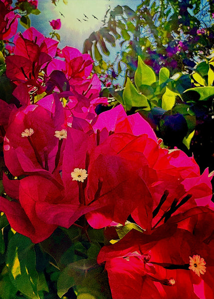 Bougainvillea