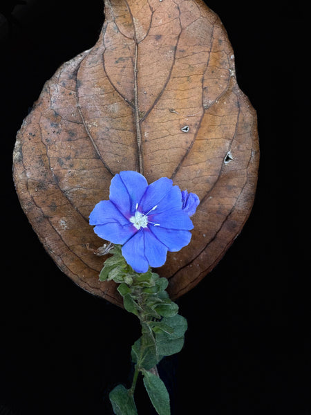 Blue Morning